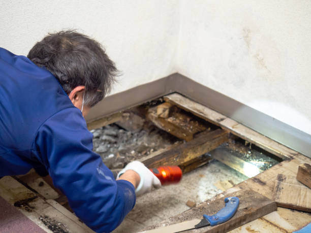 Best Mold Inspection  in Woodbine, GA