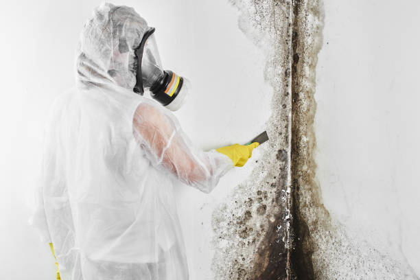 Office Mold Removal Services in Woodbine, GA