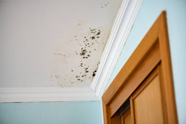 Best Attic Mold Removal  in Woodbine, GA