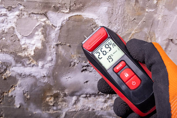 Best Black Mold Removal  in Woodbine, GA