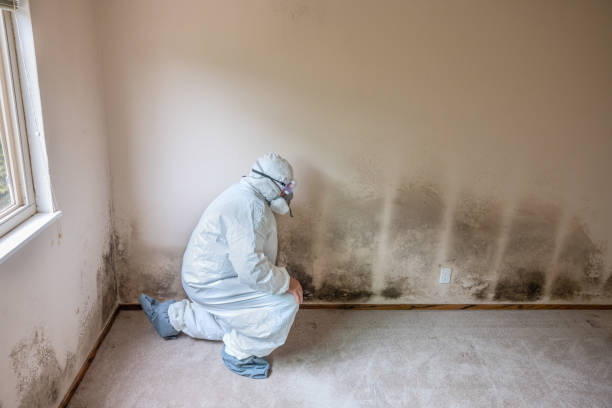 Best Mold Removal Process  in Woodbine, GA