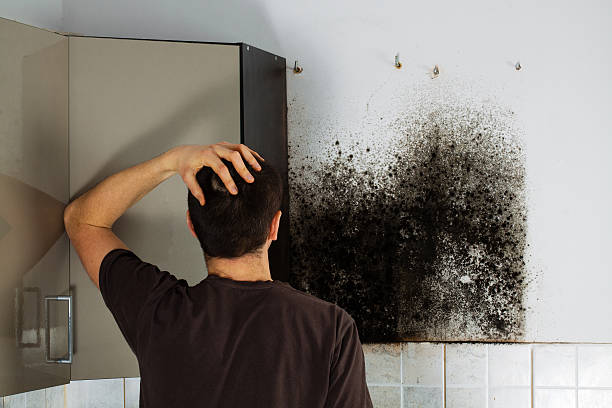 Trusted Woodbine, GA Mold Removal Experts