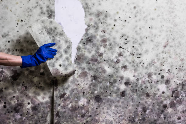 Best Residential Mold Removal  in Woodbine, GA