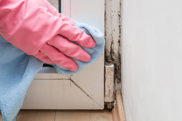 Best Mold Testing  in Woodbine, GA