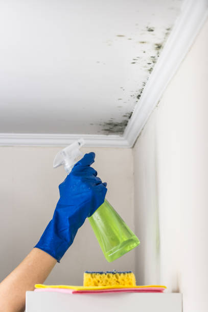 Mold Removal Process in Woodbine, GA